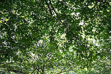 《机战少女Alice：模拟协奏曲》9月8日登陆日本主机